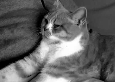 Gato en blanco y negro