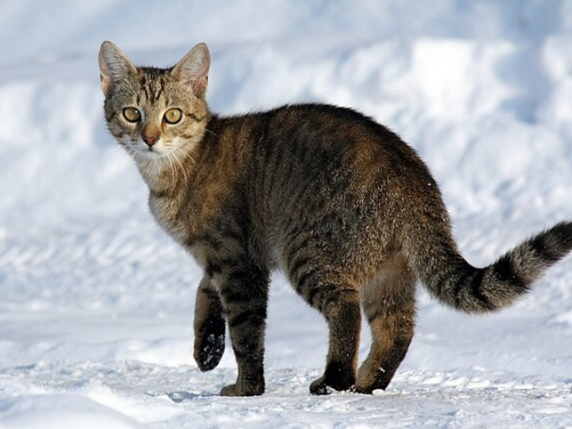 Gato en la nieve