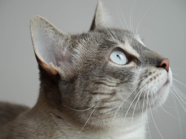Kiara