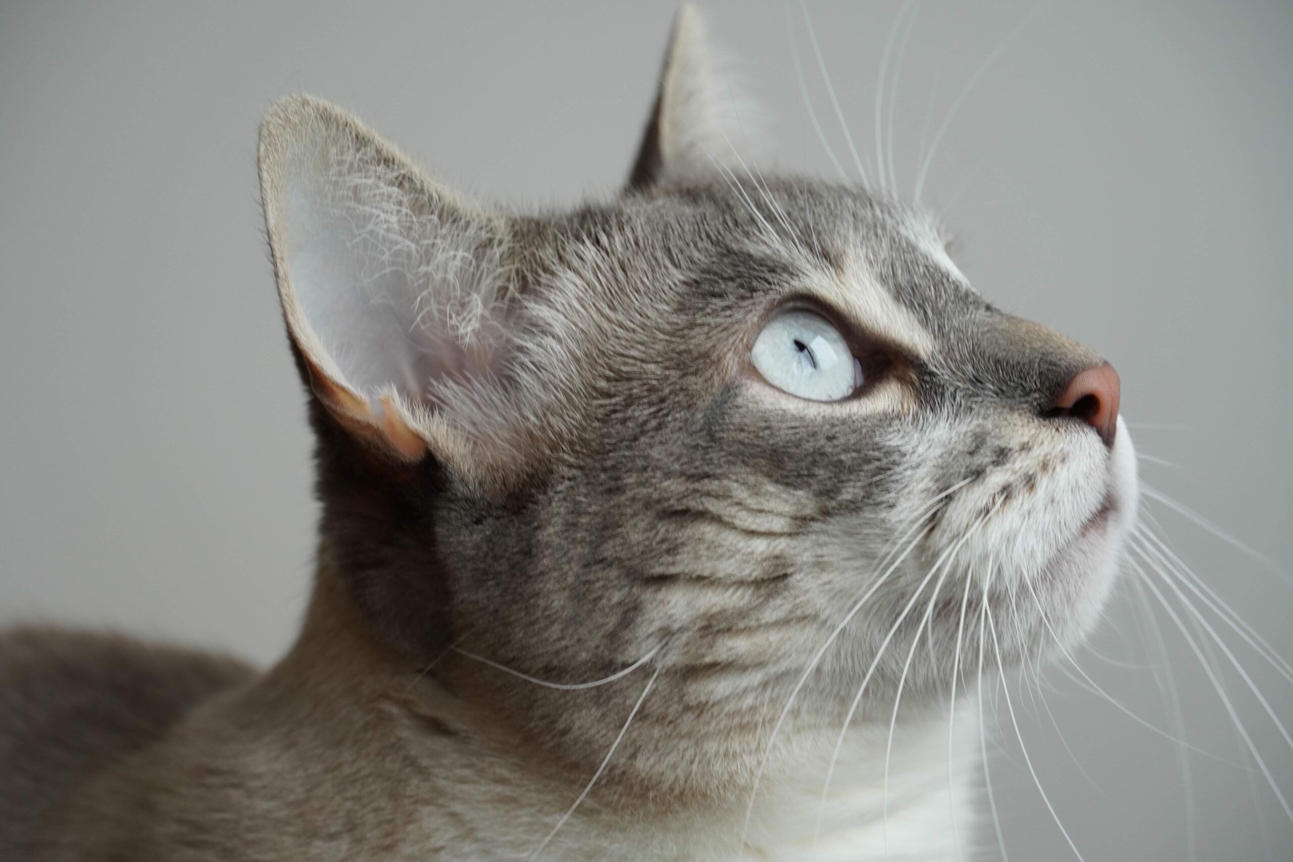 Gata