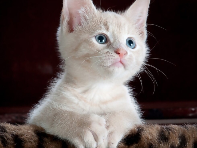 Gatito