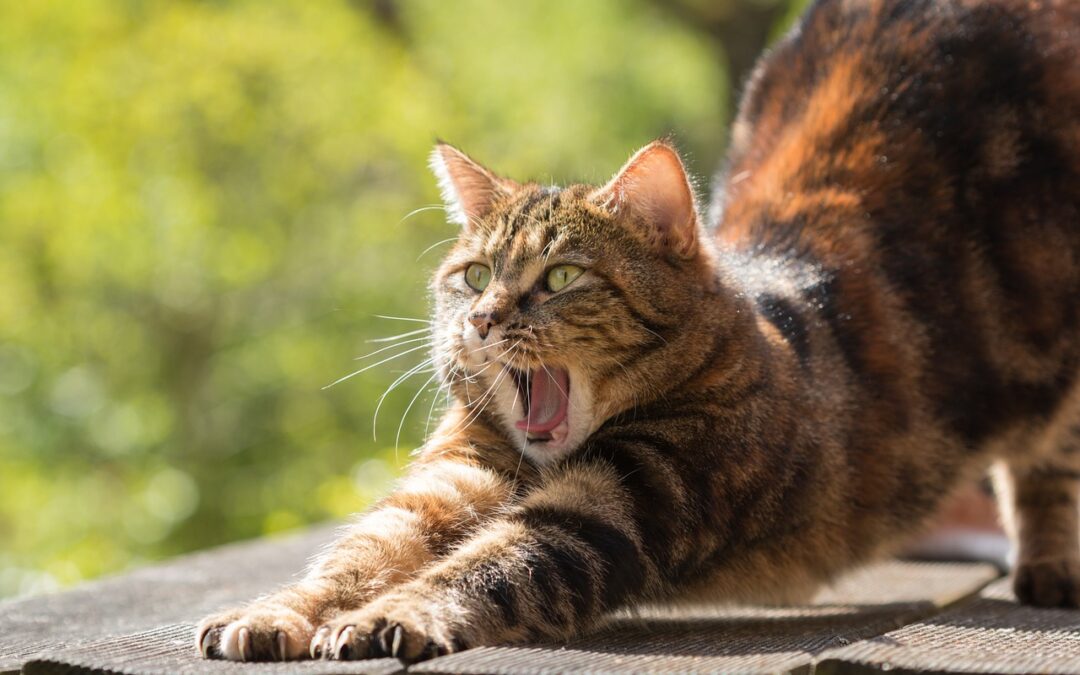 Consejos para integrar un nuevo gato adulto