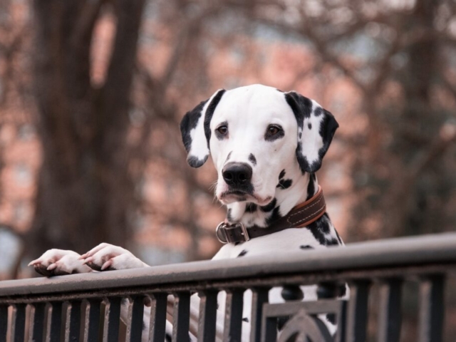 Perro en el parque