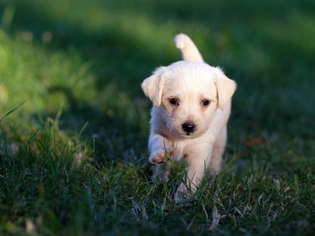 Cachorro blanco