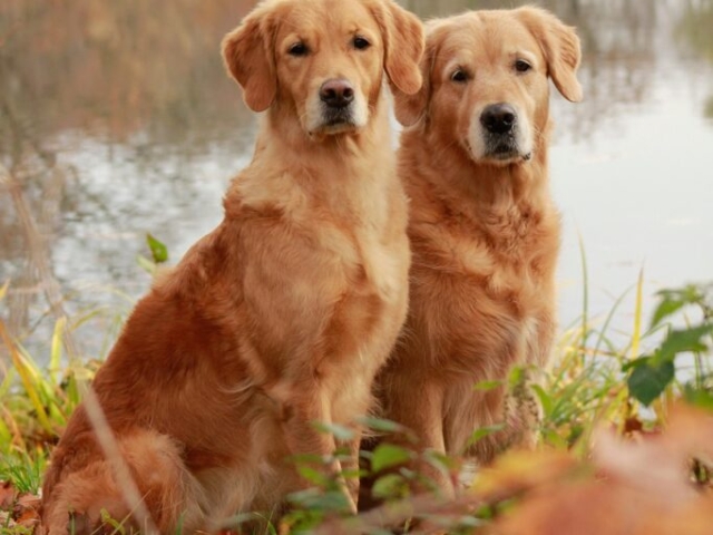 Perros en el lago