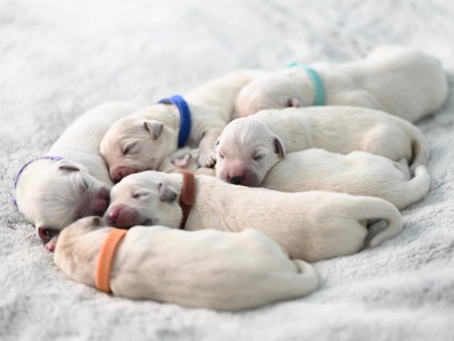 Cachorros recien nacidos