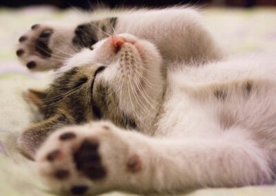 Gato durmiendo