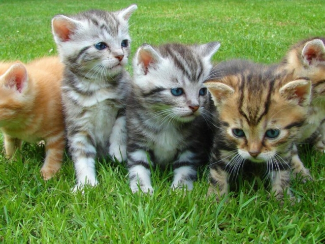 Cachorros gatitos