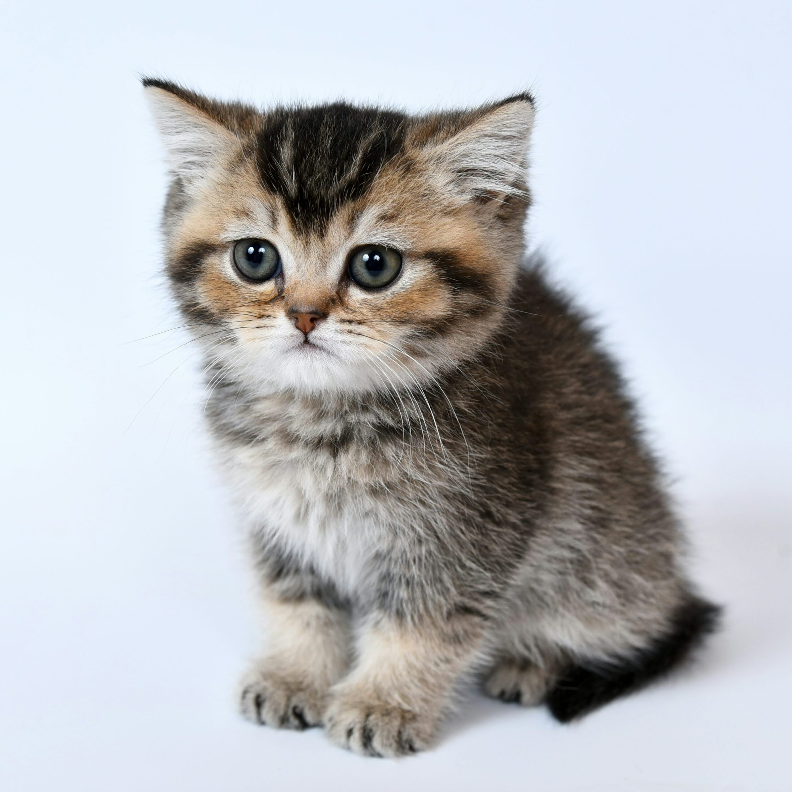 Gatitos